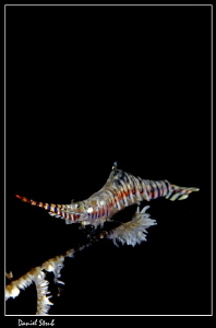 Sawbladeshrimp :-D by Daniel Strub 
